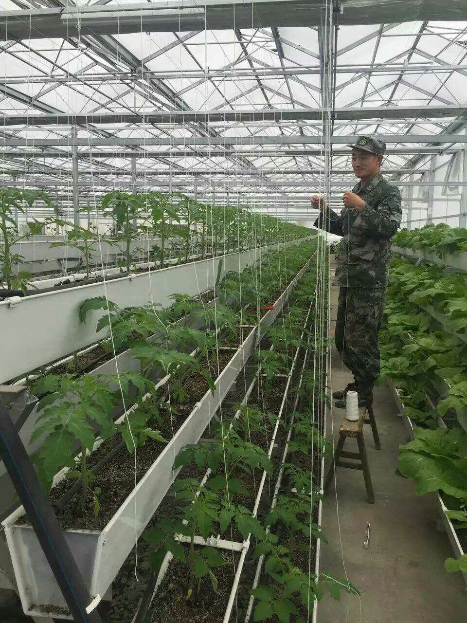 蔬菜91视频网址入口种植槽