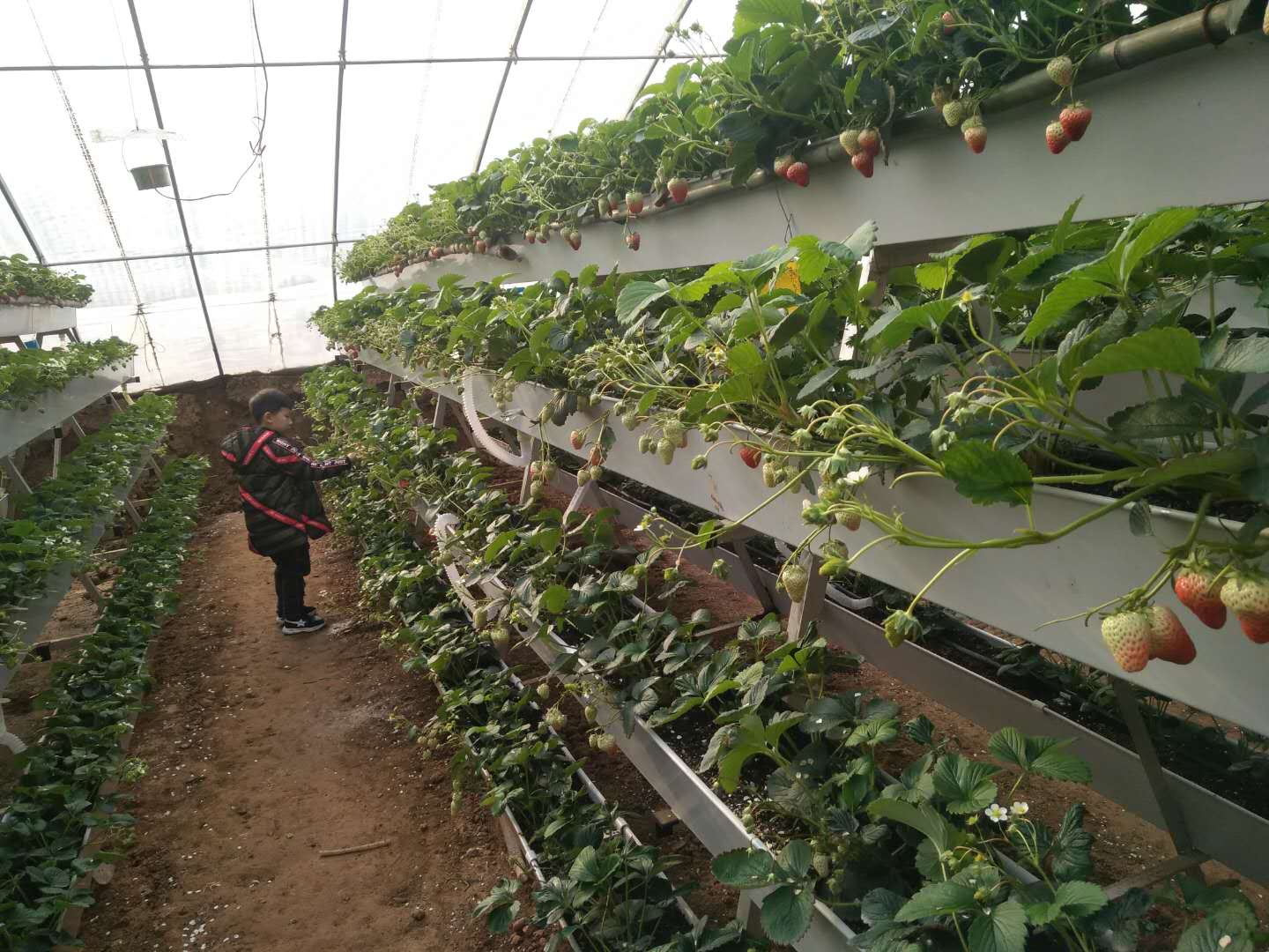 草莓91视频网址入口种植槽